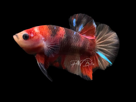 USA Bred | Koi HMPk Male Betta | L12