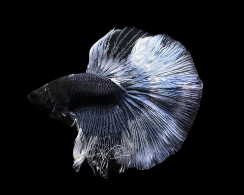 Steel Blue Butterfly HM Male Betta | M2189