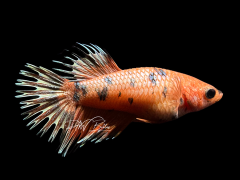 Orange Marble CT Female Betta | F1615