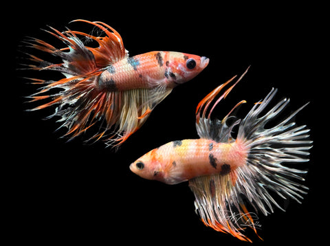 Marble Crowntail Male Betta