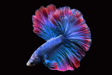 Mascot Halfmoon Male Betta | M2501