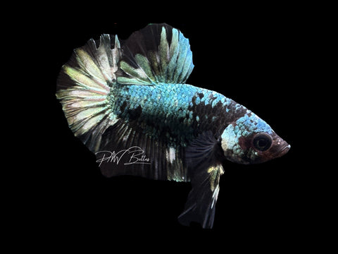 Copper Marble HMPK Male Betta | M2210