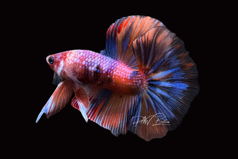 Candy Halfmoon Male Betta | M2493