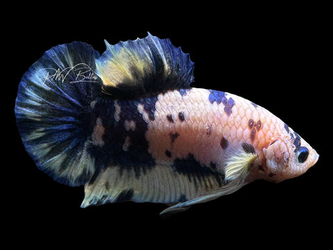 Blue Marble HMPK Male Betta | M2321