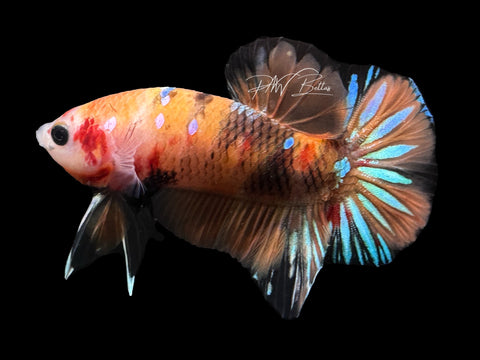 USA Bred | Nemo Galaxy HMPK Male Betta | L20