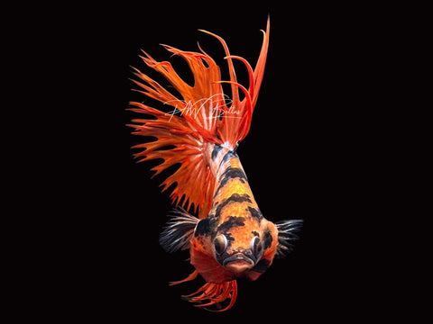 Orange Marble CT Male Betta | M2327