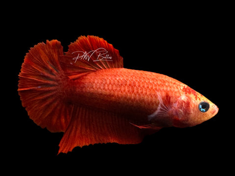 Red HMPK Female Betta | F1603