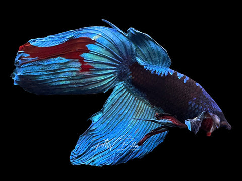 Blacklight Veiltail Male Betta | M2312