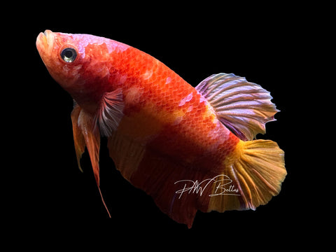 XL Nemo HMPK Male Betta | M2386