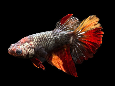 Copper Marble HM Female Betta | F1625