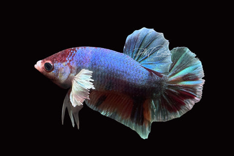 Marble Dumbo HMPK Male Betta | M2490