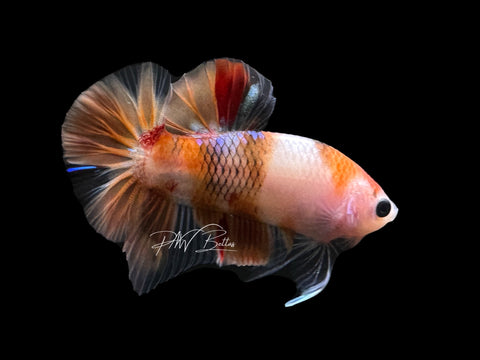 USA Bred | Koi HMPK Male Betta | L10