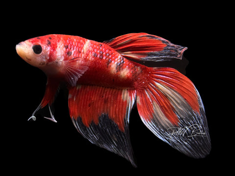 Red Marble Veiltail Male Betta | M2378