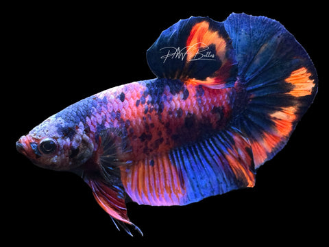 Marble HMPK Male Betta | M2271