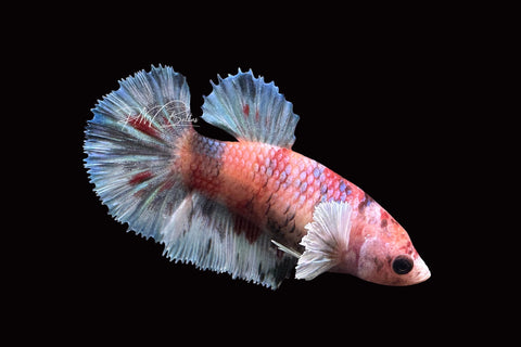 Marble Dumbo HMPK Female Betta | F1660