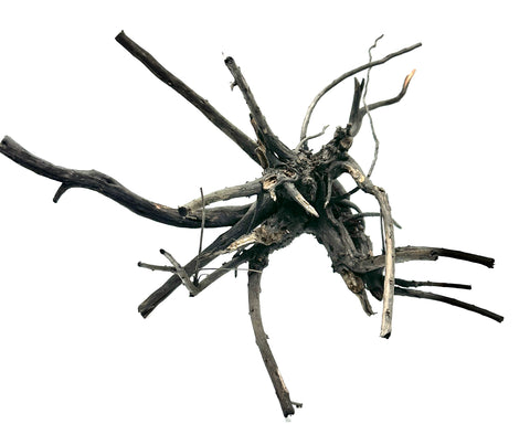 Black Forest Spider Wood