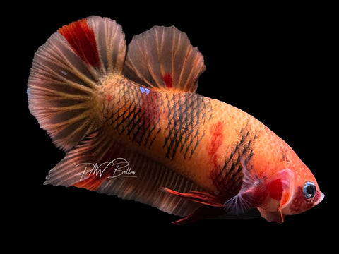 USA Bred | Nemo HMPK Male Betta | L16