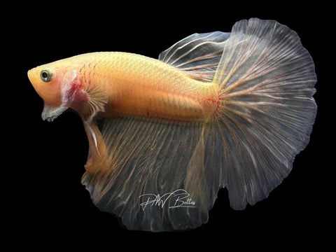 Yellow HM Male Betta | M2270