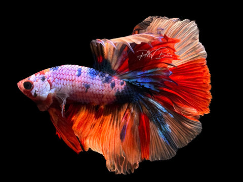 Marble HM Male Betta | M2179