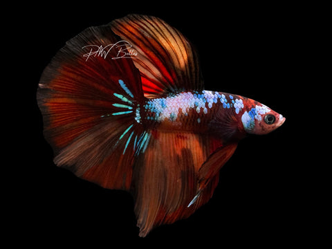 Koi HM Male Betta | M2277