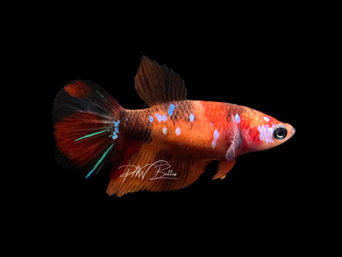 Galaxy HM Female Betta | F1602