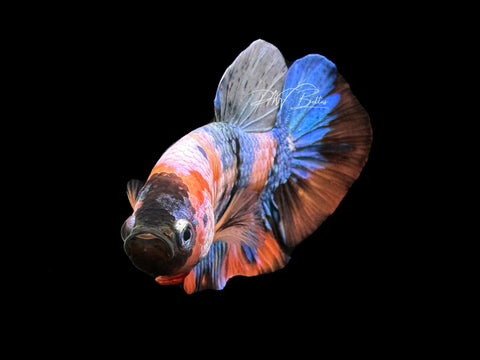 Marble HMPK Male Betta | M2220