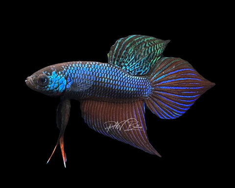 Smaragdina Male Betta | M2192