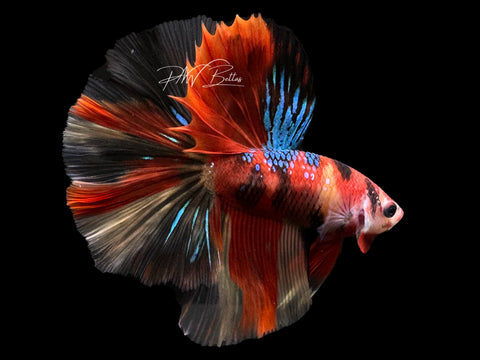 Koi HM Male Betta | M2331