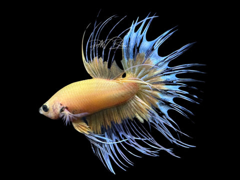 Yellow CT Male Betta | M2187