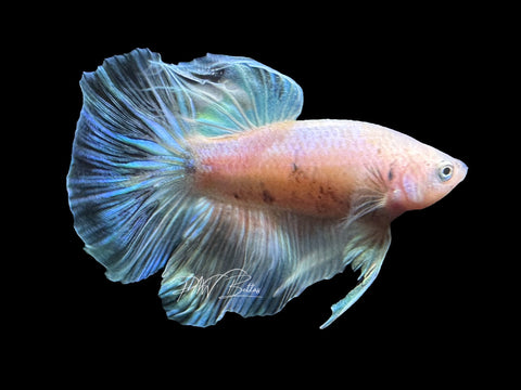 USA Bred |Iridescent LF Male Betta | L03