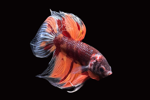 Marble Veiltail Male Betta | M2507