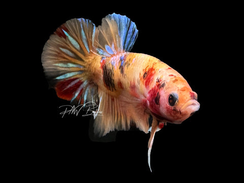 USA Bred | Nemo HMPK Male Betta | L02