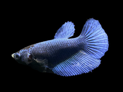 Royal Blue HM Female Betta | F1601