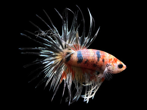 Marble Crowntail Male Betta | M2383