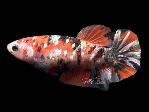 Orange Copper HMPK Female Betta | F1569