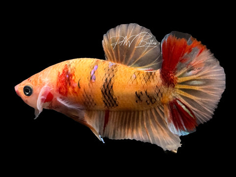 USA Bred | Nemo HMPK Male Betta | L29