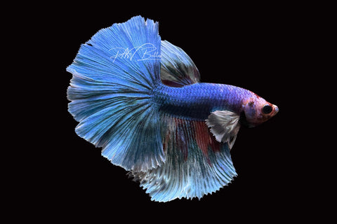 Marble Dumbo HM Male Betta | M2506