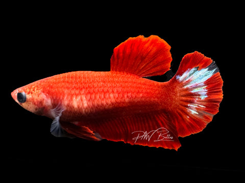 Hellgirl HMPK Female Betta | F1569