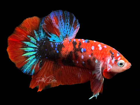 Red Galaxy HMPK Male Betta | M2124