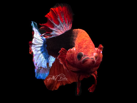 Hellboy HMPK Male Betta | M2130