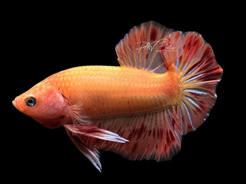 Armageddon HMPK Male Betta | M2482