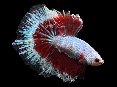 Red Butterfly HM Male Betta | M2319