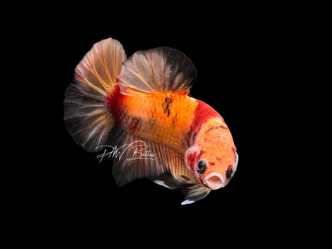 USA Bred | Nemo Koi HMPK Male Betta | L09