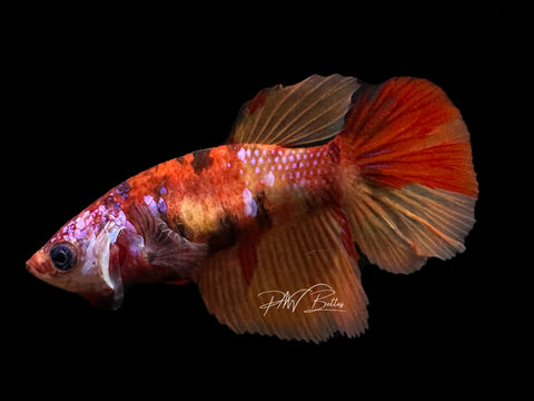 Candy HM Female Betta | F1597