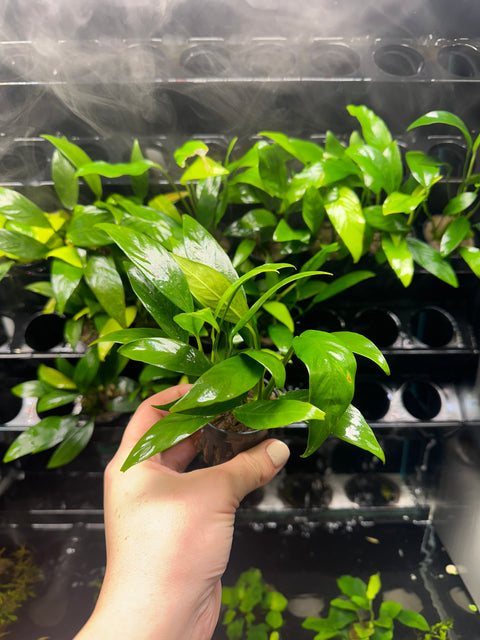 Anubias congensis | Potted