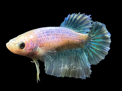 Grizzle Halfmoon Female Betta | F1641