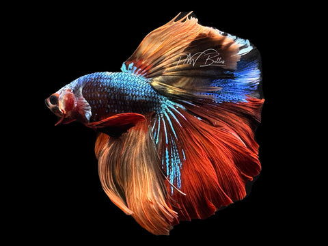 Marble HM Male Betta | M2301