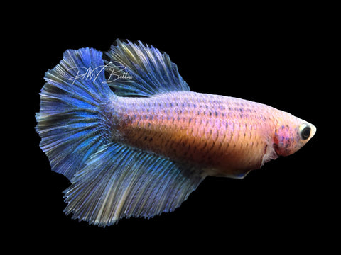 Grizzle Halfmoon Female Betta | F1641