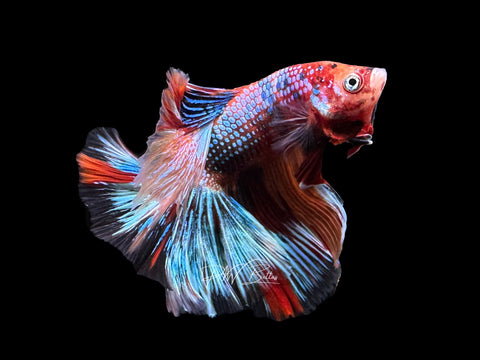 Candy Halfmoon Male Betta | M2362