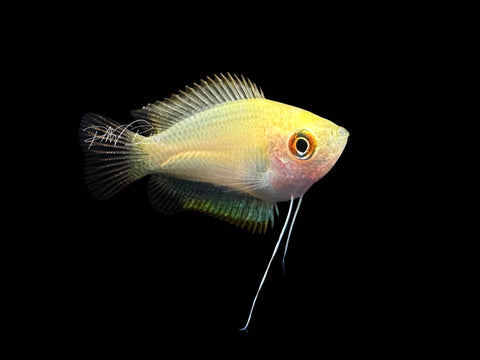 Honey Gourami | Trichogaster chuna